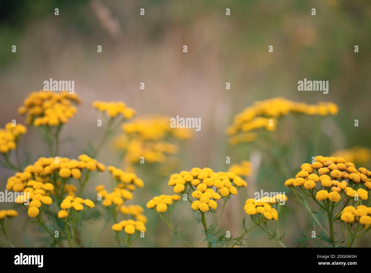 Tansy or Tanacetum Vulgare herbaceous flowering plant of The Aster family Stock Photo