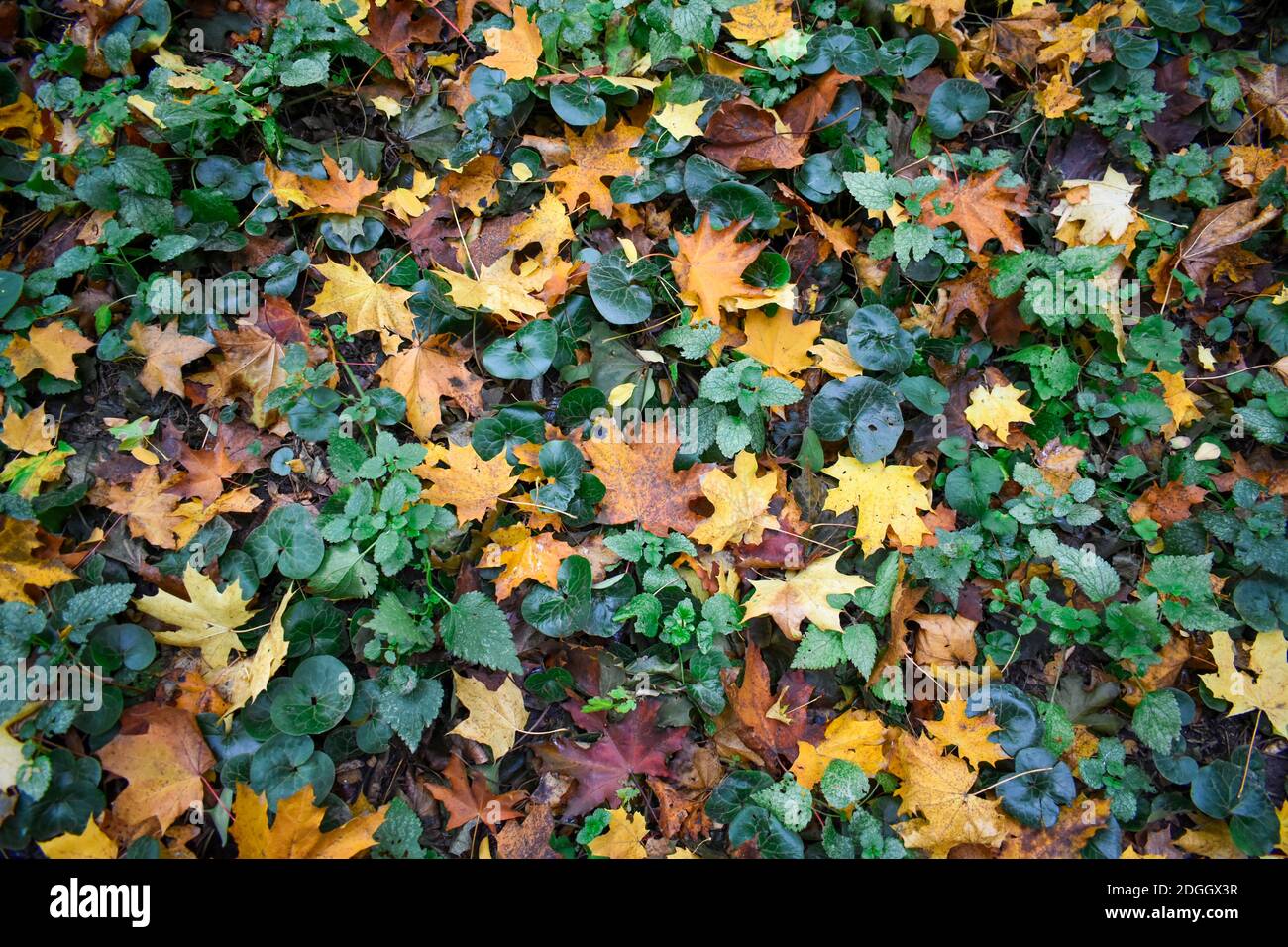 Bright autumn colors on fallen leaves on the ground Stock Photo - Alamy