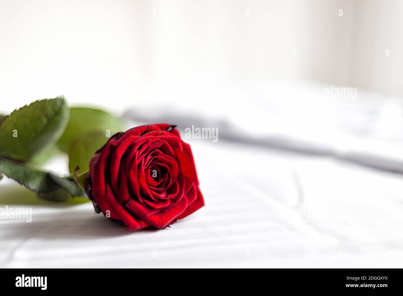 Red rose on a bed on Valentine's day Stock Photo