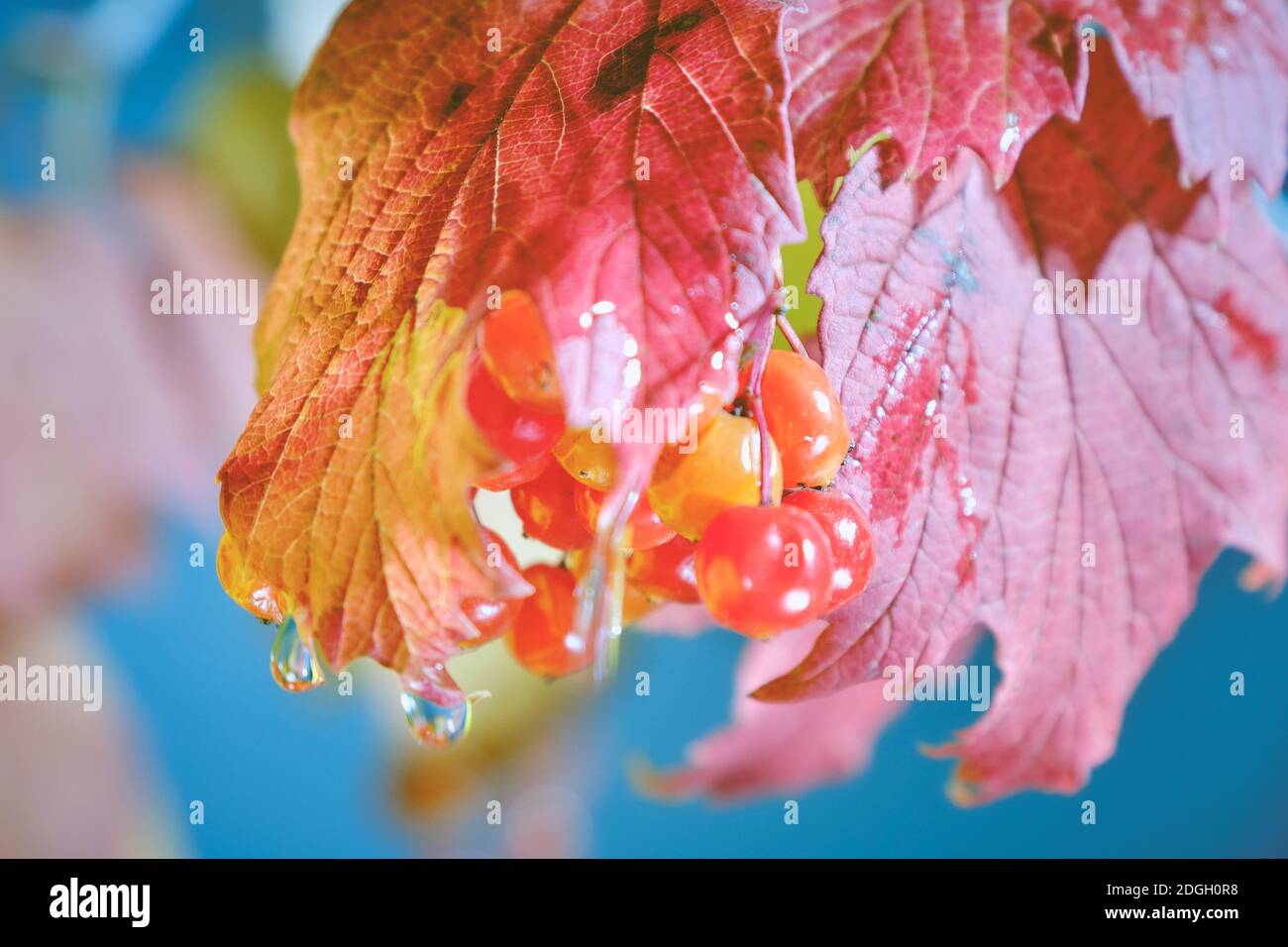 Autumn leaves drops hi-res stock photography and images - Alamy
