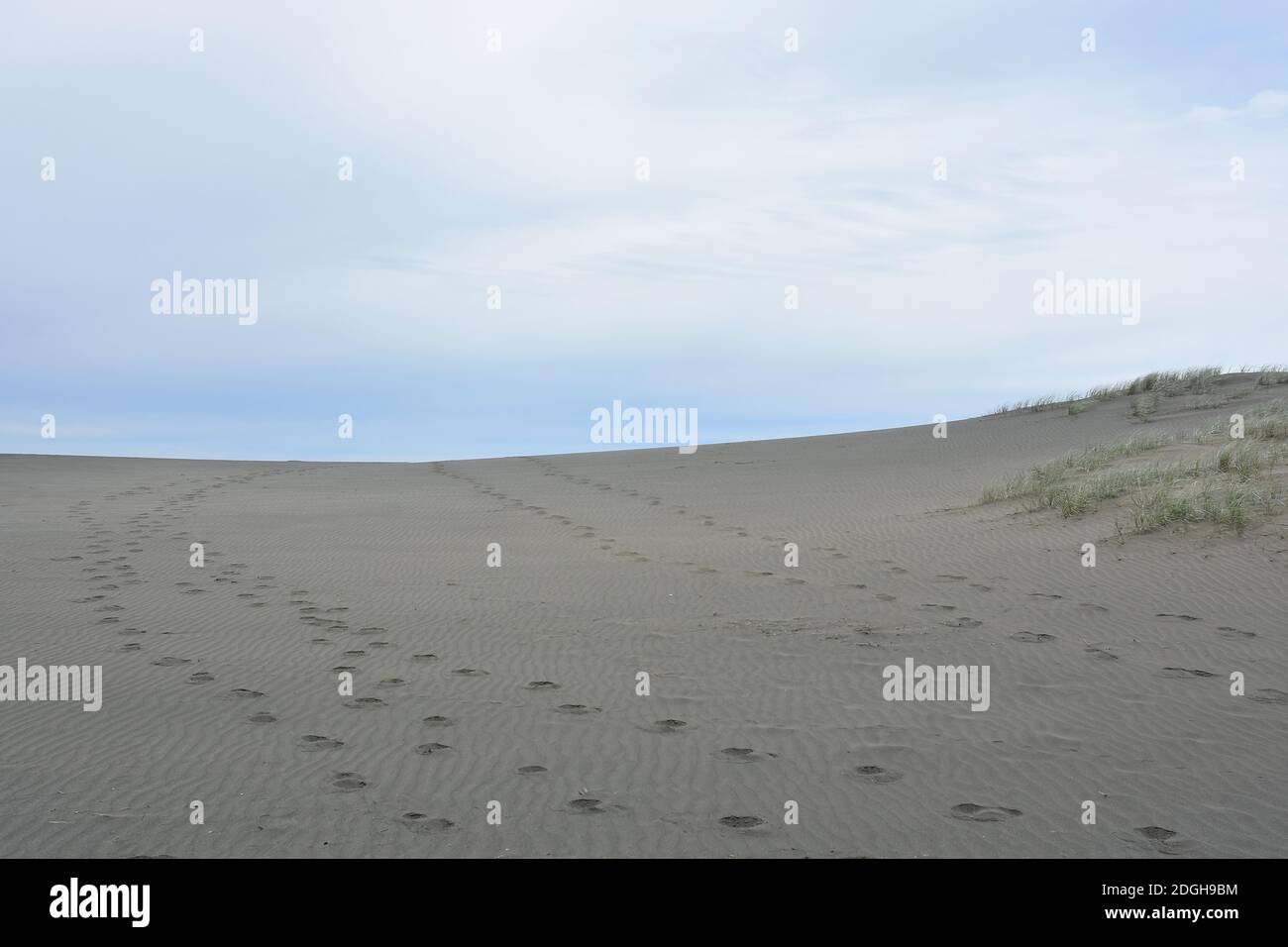 A view of a sand dune with human footprints at Whatipu Reserve Stock ...