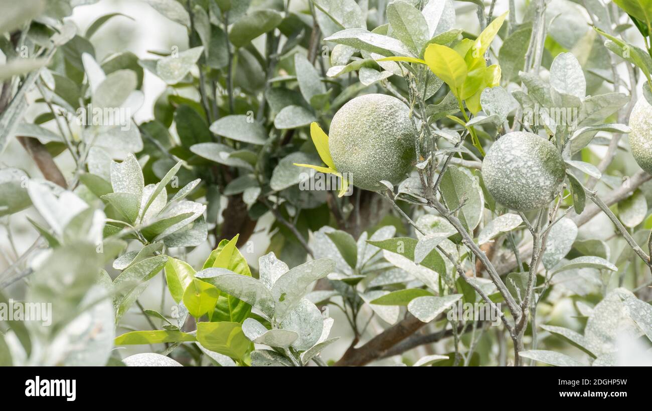 White calcium carbonate on orange trees Stock Photo Alamy
