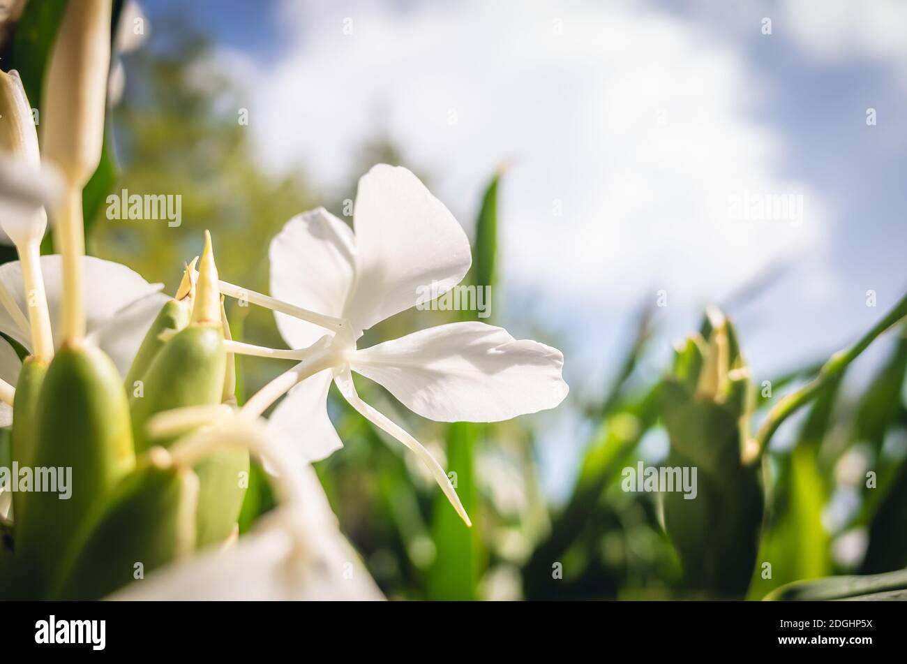 Nature landscape of white butterfly ginger Stock Photo