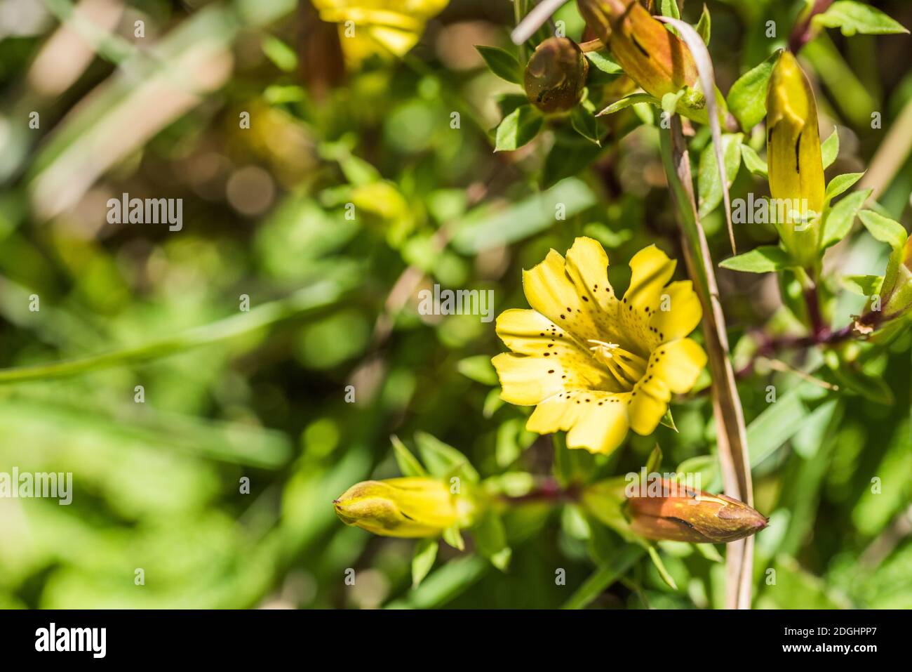 Native species of yellow Gentiana flowers Stock Photo