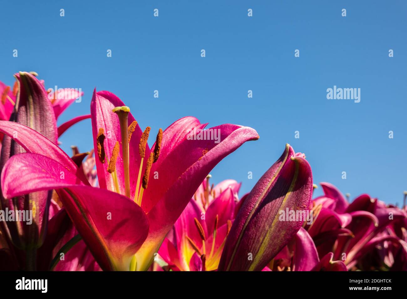 Red beauty lily flowers Stock Photo
