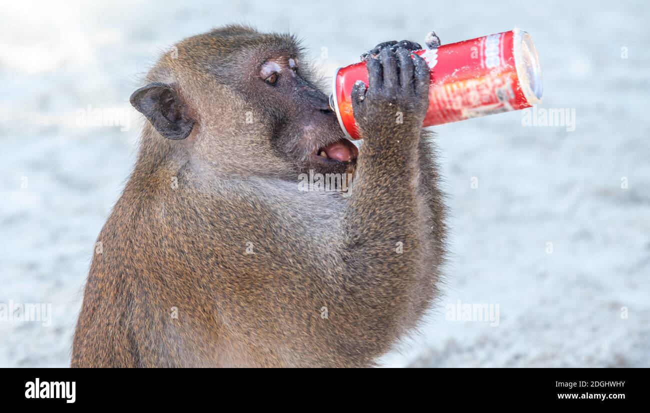 Monkey drinks from a can on a beautiful beach. Many world islands are in danger because of garbage waste pollution Stock Photo
