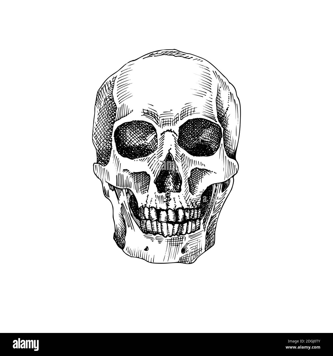 Hand drawn sketch human skull. Black graphic art isolated on white background. Full face view of head. Engraving style. Vector Stock Vector