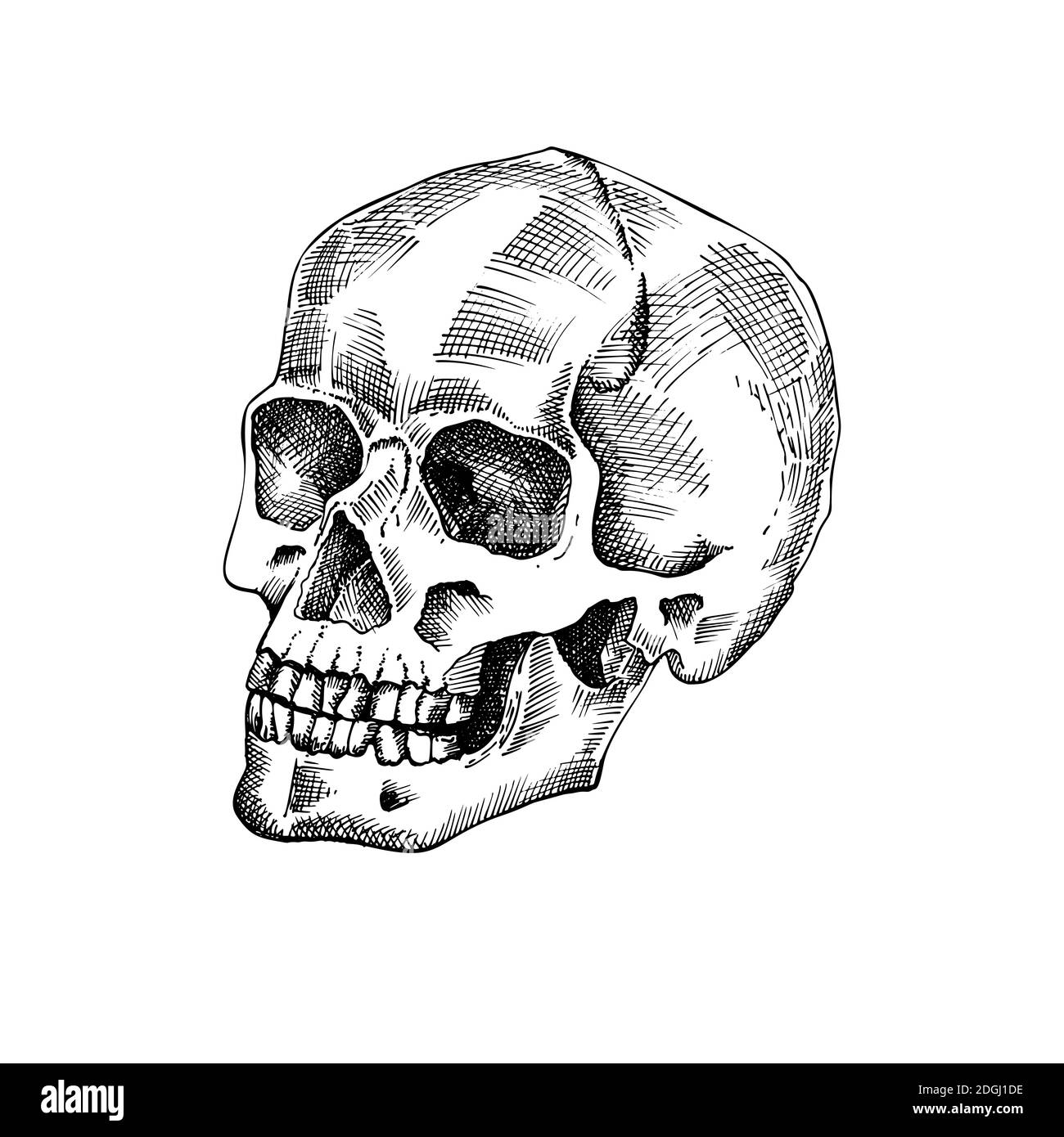 Human skull. Detailed vector etching. Engraving head of a skeleton