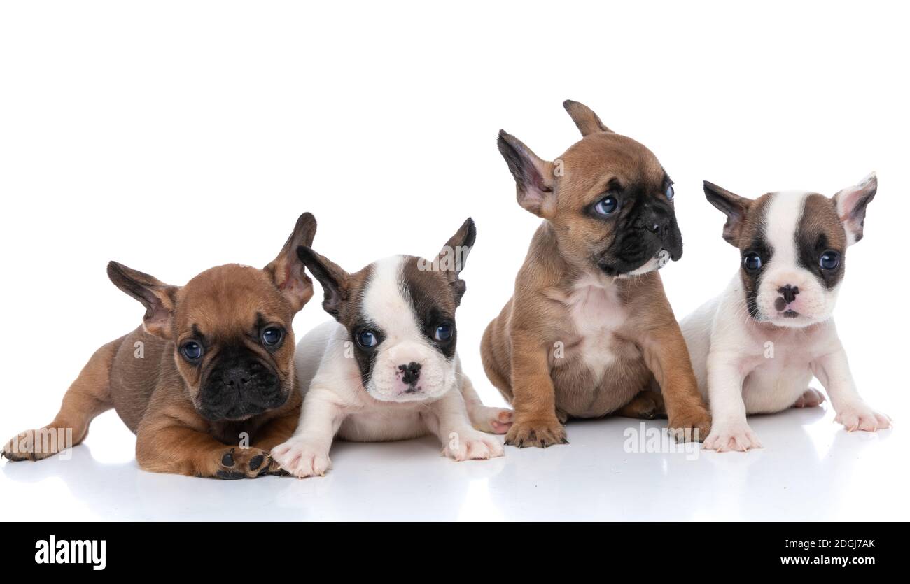 three french bulldog dogs looking at the camera and one of them looking away against white background Stock Photo