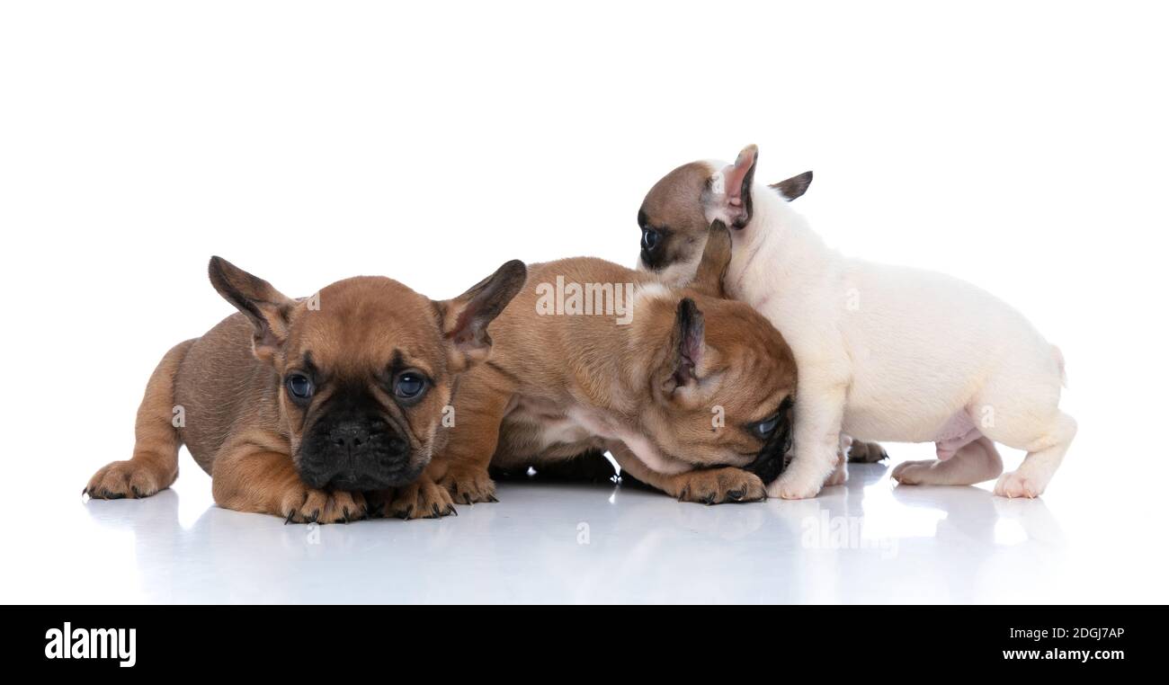 one french bulldog dog minding his business while his two friends are hiding their other friend Stock Photo