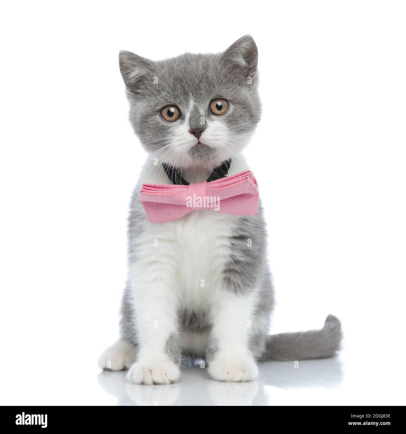 adorable british shorthair cat wearing a pink bowtie, looking at the ...