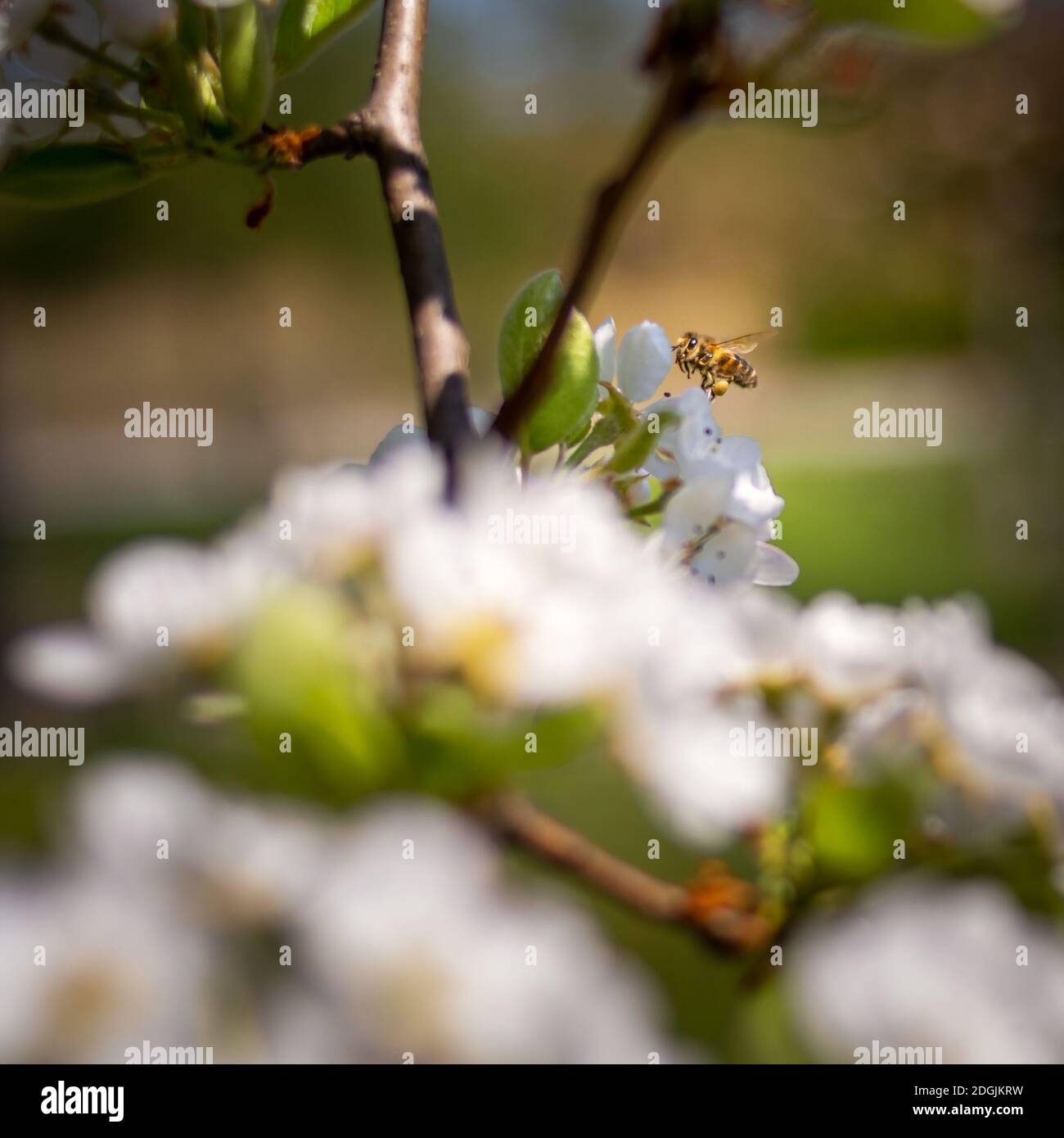 Bee pollinating white apple blossoms on a sunny day Stock Photo