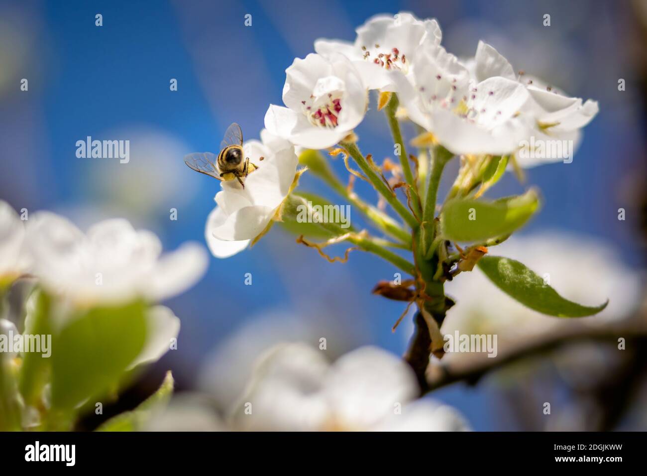 Bee pollinating white apple blossoms on a sunny day Stock Photo