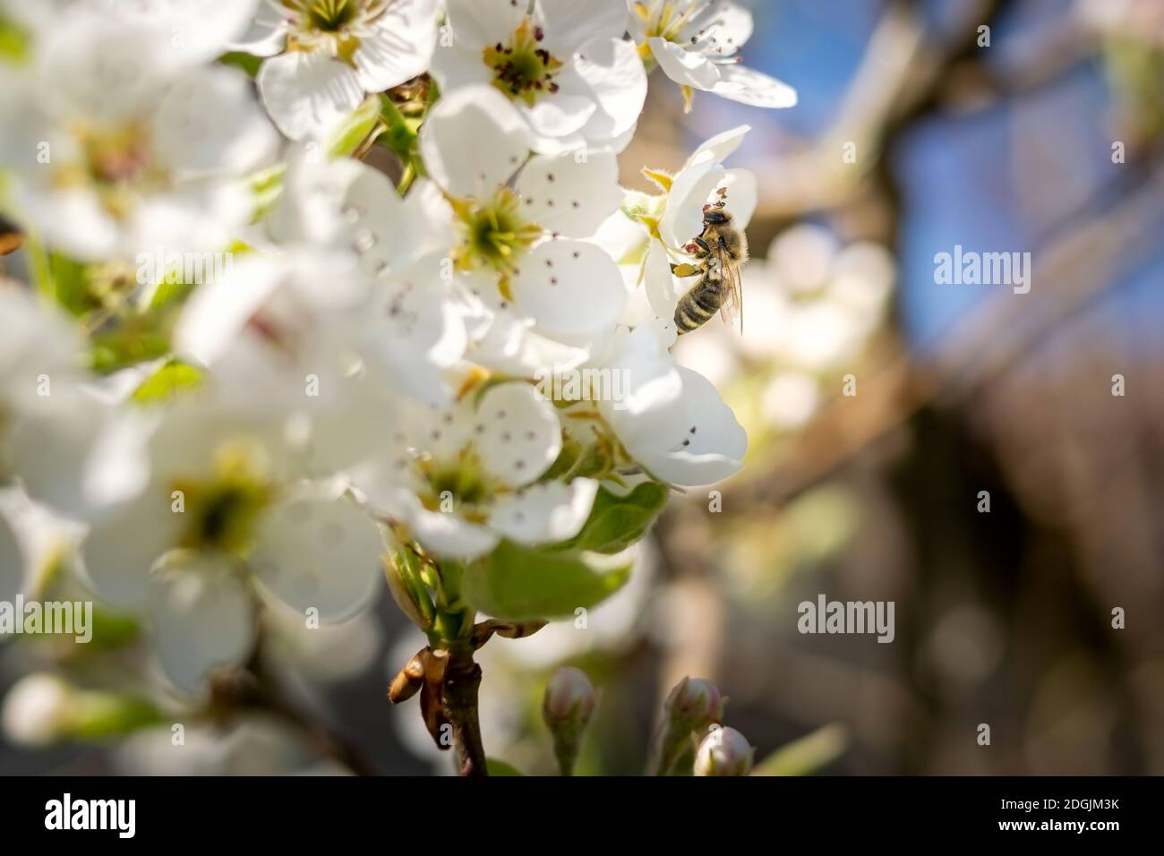 Bee pollinating white apple blossoms on a sunny day Stock Photo