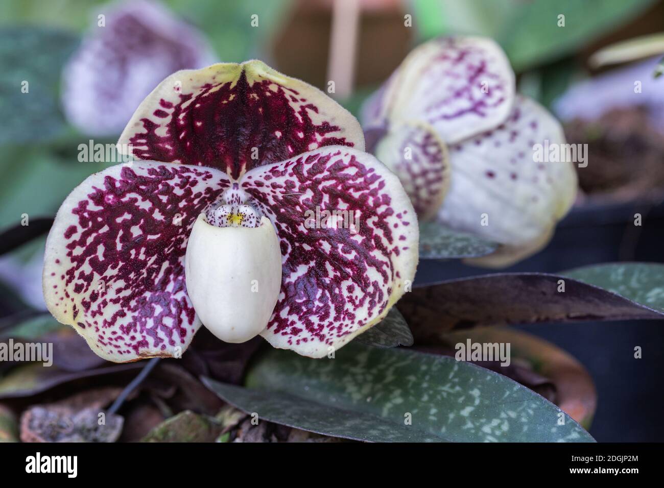 Orchid flowers in the garden. Paphiopedilum Orchidaceae. or Lady's Slipper. Stock Photo