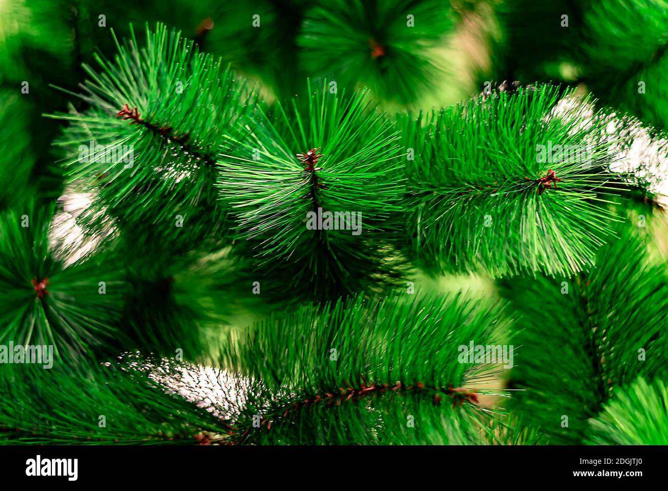 Close-up view from front. Background is in disfocus. Small depth of field. Stock Photo