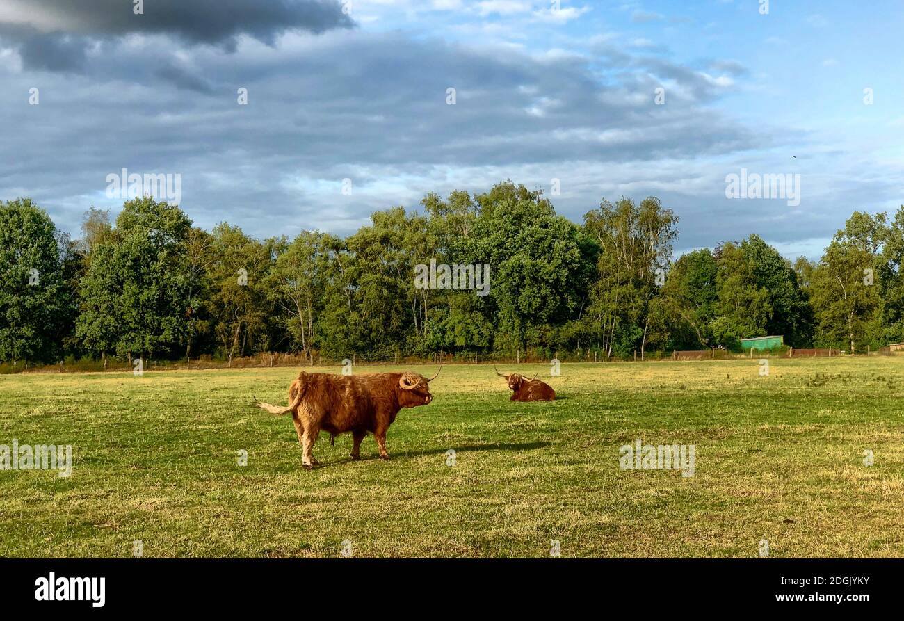 Huge bull cows grazing on a farmfield Stock Photo