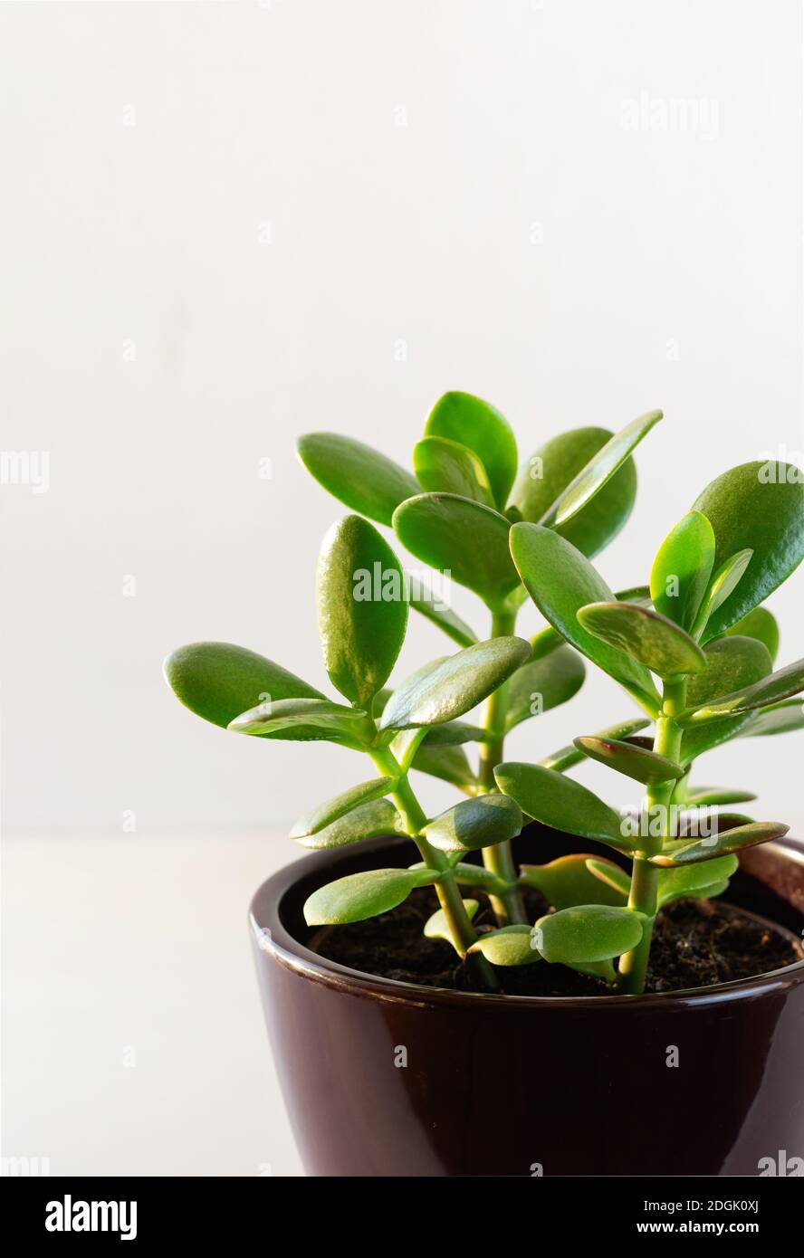 Houseplant Crassula ovata in a ceramic pot . Money Tree plant for home. Indoor plant. Vertical crop. Copy space. Stock Photo