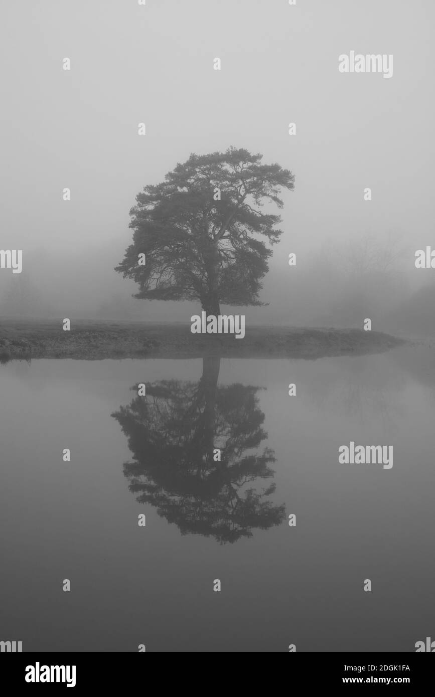 lone tree reflected in water in the fog Stock Photo