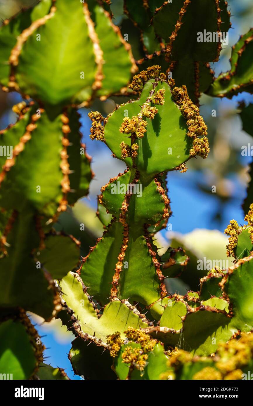 Close view of Transvaal candelabra tree, or bushveld candelabra ...