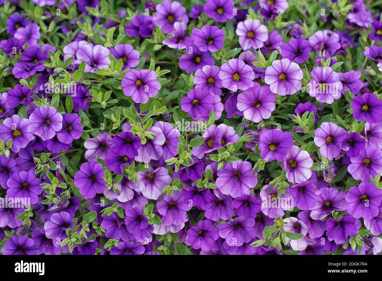 Pattern of small purple garden flowers with round petals. Stock Photo