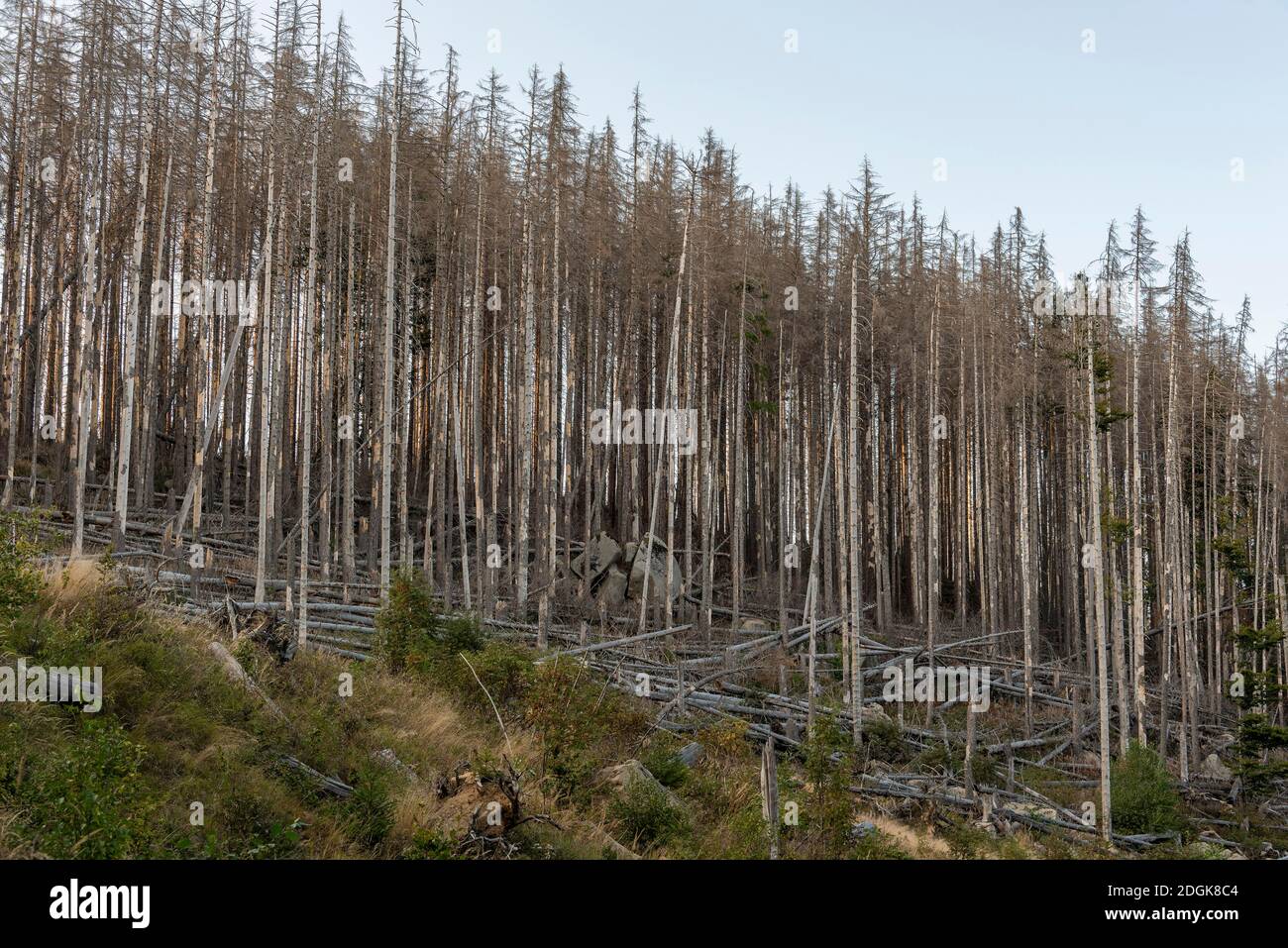 19 September 2020, Lower Saxony, Oderbrück: Dead trees stand by the Oderteich pond in the Harz National Park. The Harz is one of the most important tourist regions in Germany. Photo: Stephan Schulz/dpa-Zentralbild/ZB Stock Photo