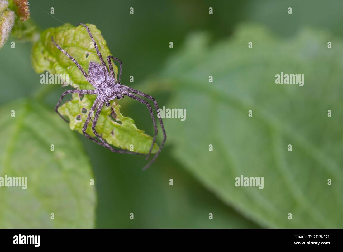 Crab Spider High Resolution Stock Photography and Images - Alamy