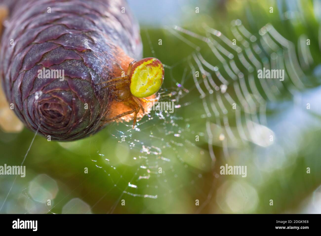 Araneae High Resolution Stock Photography and Images - Alamy