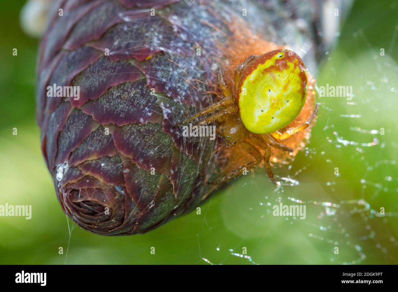Spinnen Kokon High Resolution Stock Photography and Images - Alamy