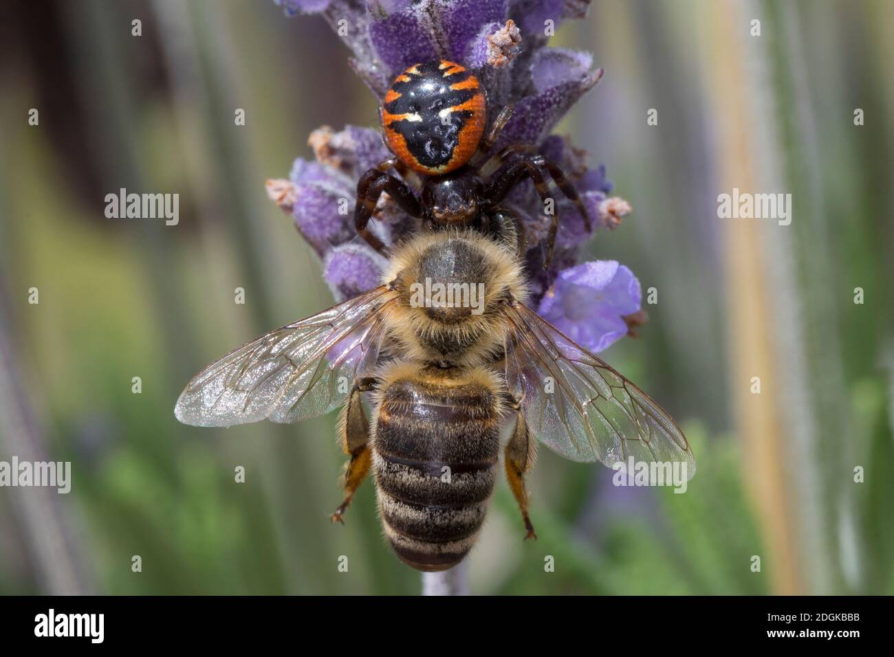 Südliche Glanz-Krabbenspinne, hat eine Biene erbeutet, Beute, Räuber-Beute-Beziehung, Südliche Glanzkrabbenspinne, Krabbenspinne, Synema globosum, Syn Stock Photo