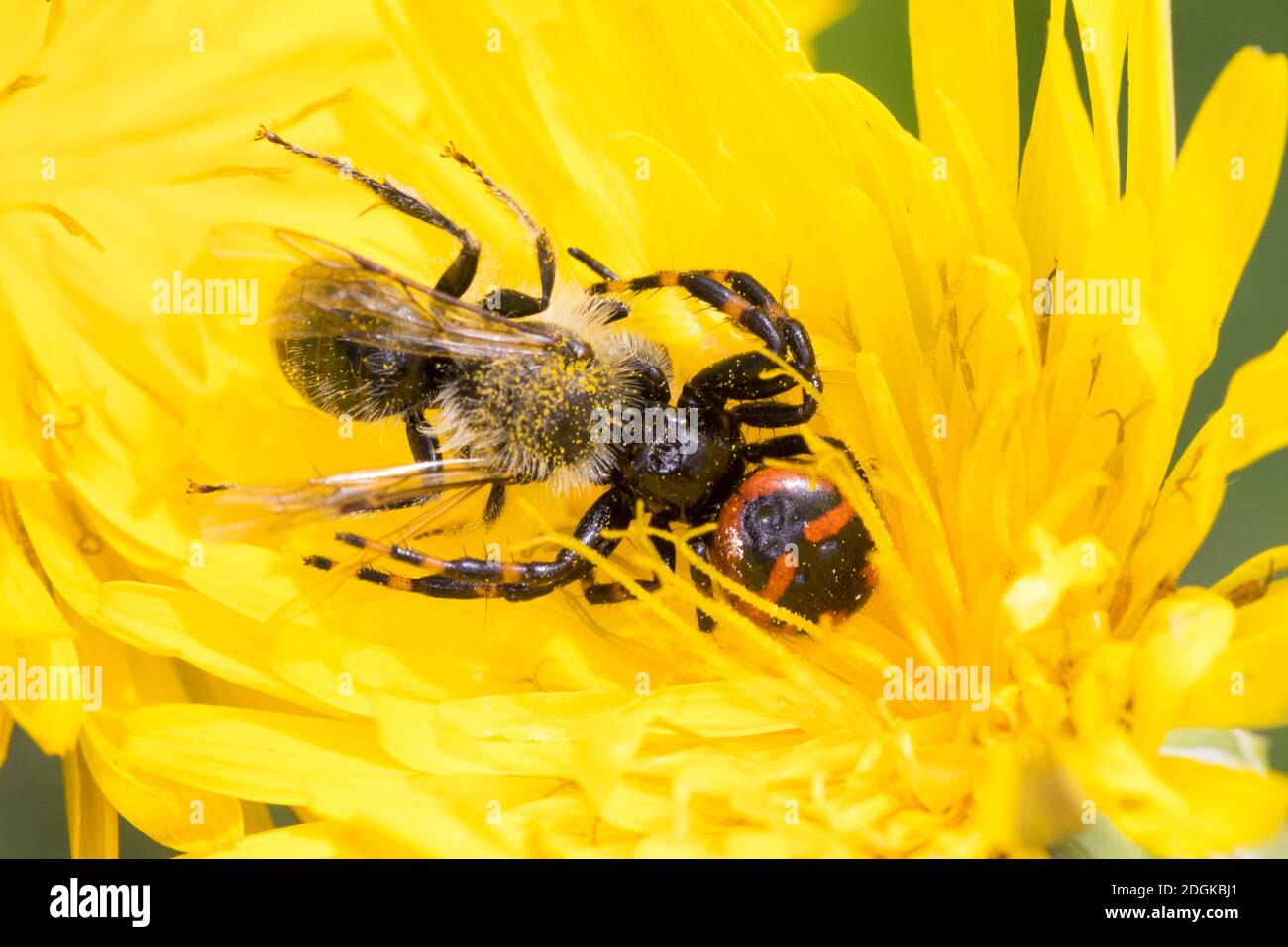 Südliche Glanz-Krabbenspinne, hat eine Biene erbeutet, Beute, Räuber-Beute-Beziehung, Südliche Glanzkrabbenspinne, Krabbenspinne, Synema globosum, Syn Stock Photo