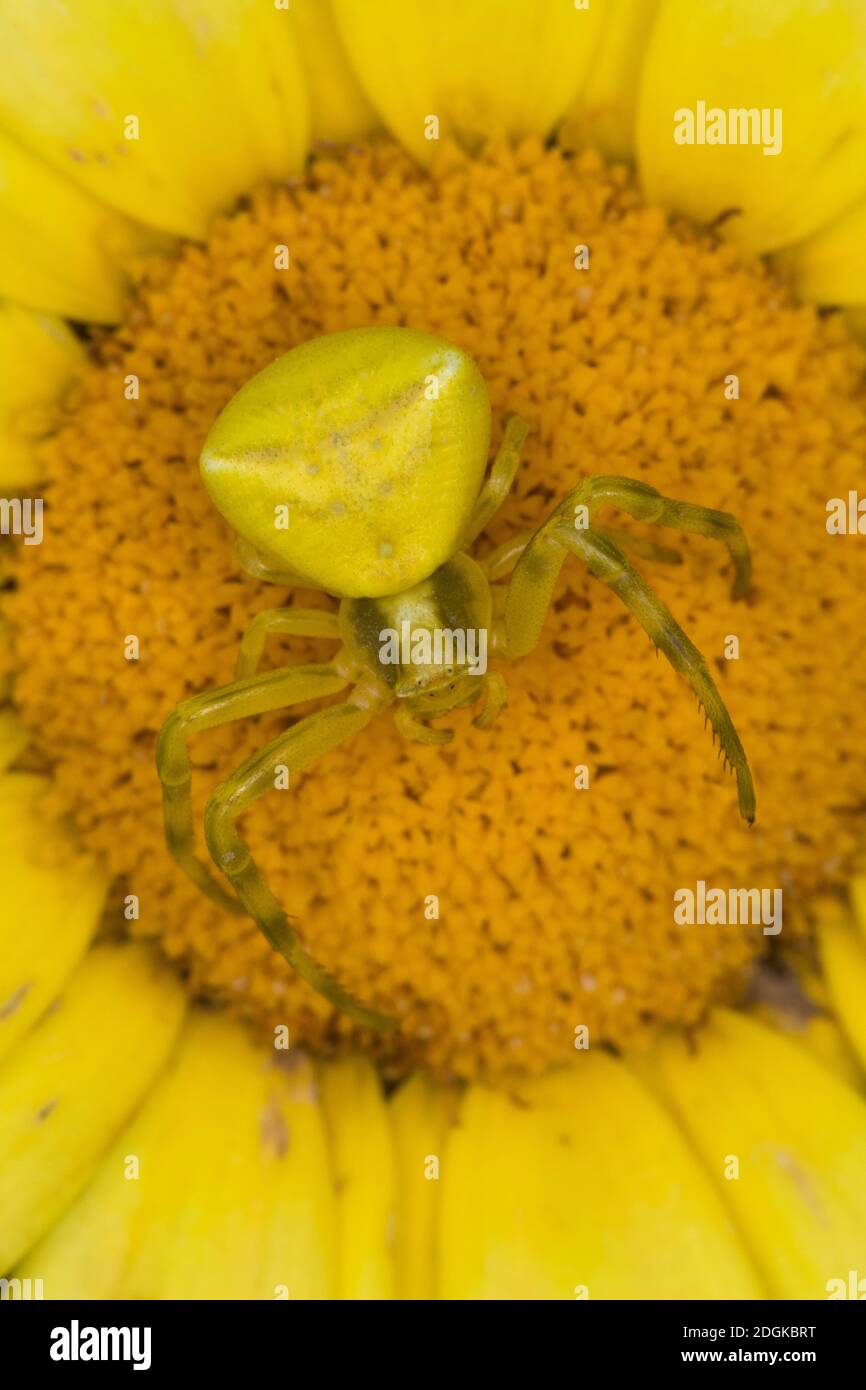 Gehöckerte Krabbenspinne, Gehörnte Krabbenspinne, Krabbenspinne lauert auf Blüte auf Beute, Weibchen, Thomisus onustus, crab spider, flower crab spide Stock Photo