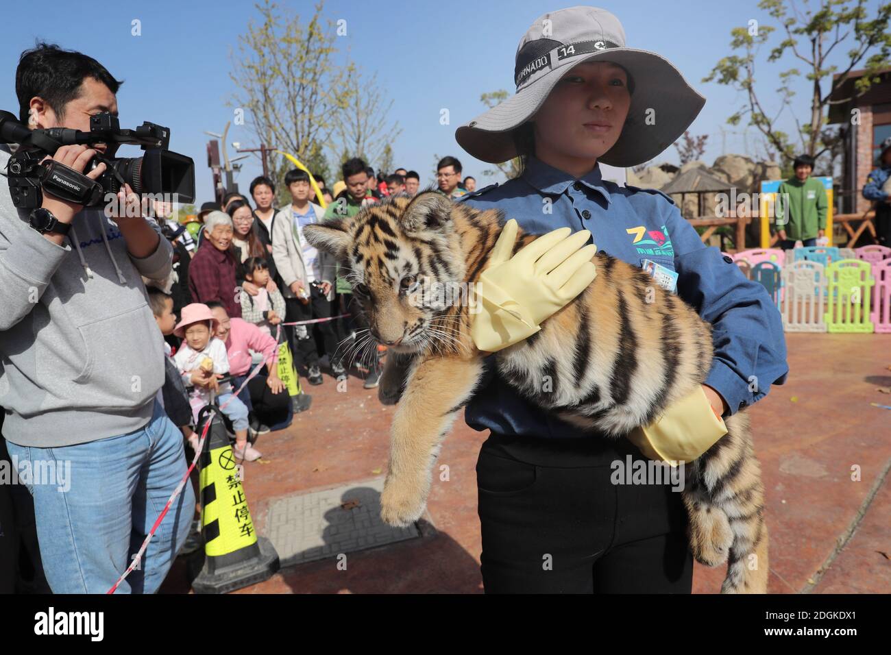 A zoo uses three groups of animal anchors to sell animal dolls