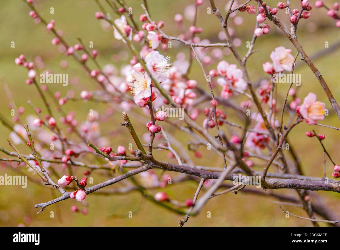 Sakura Flowers, Imperial Palace Park, Tokyo, Japan Stock Photo Alamy