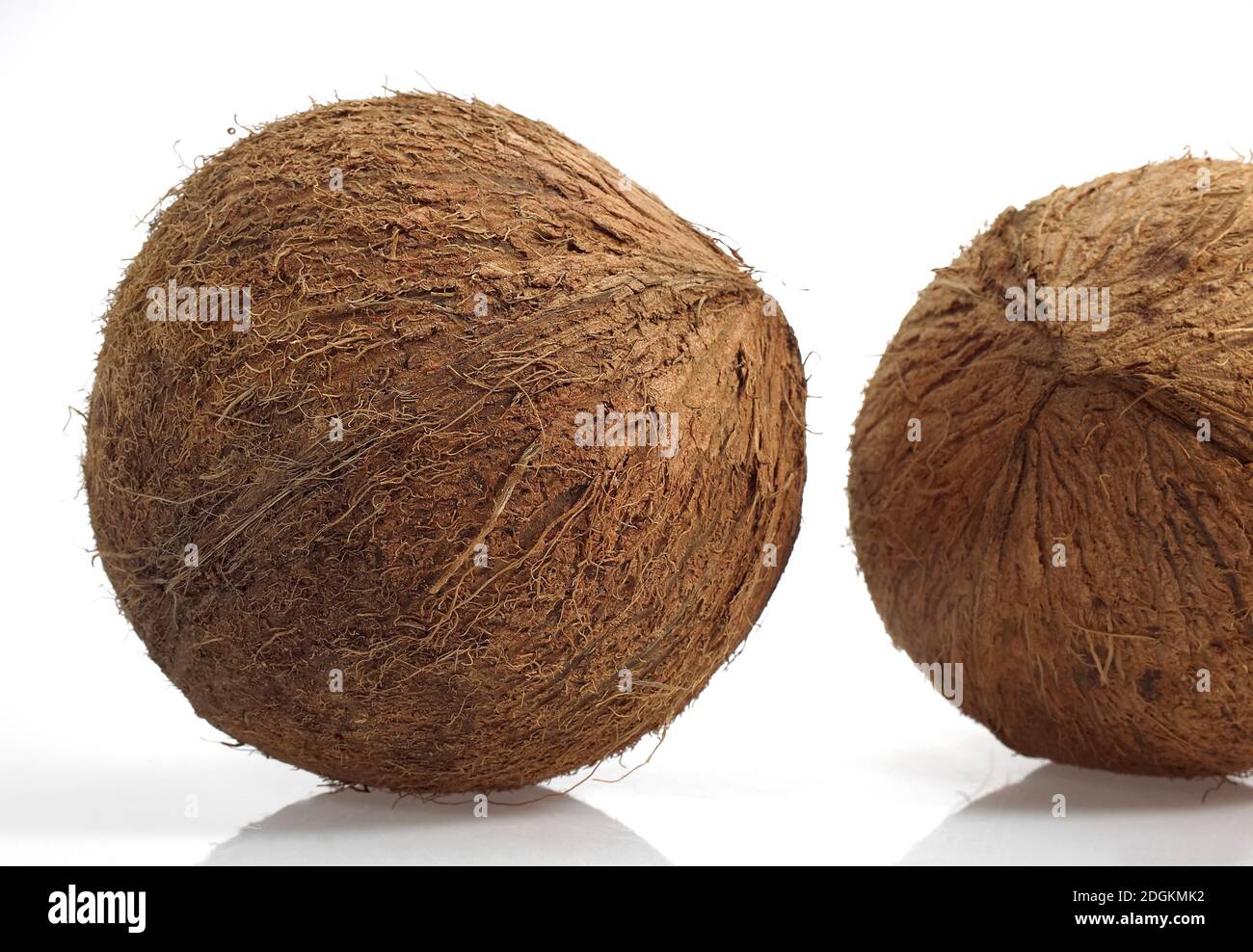 Coconut, cocos nucifera, Fruits against White Background Stock Photo