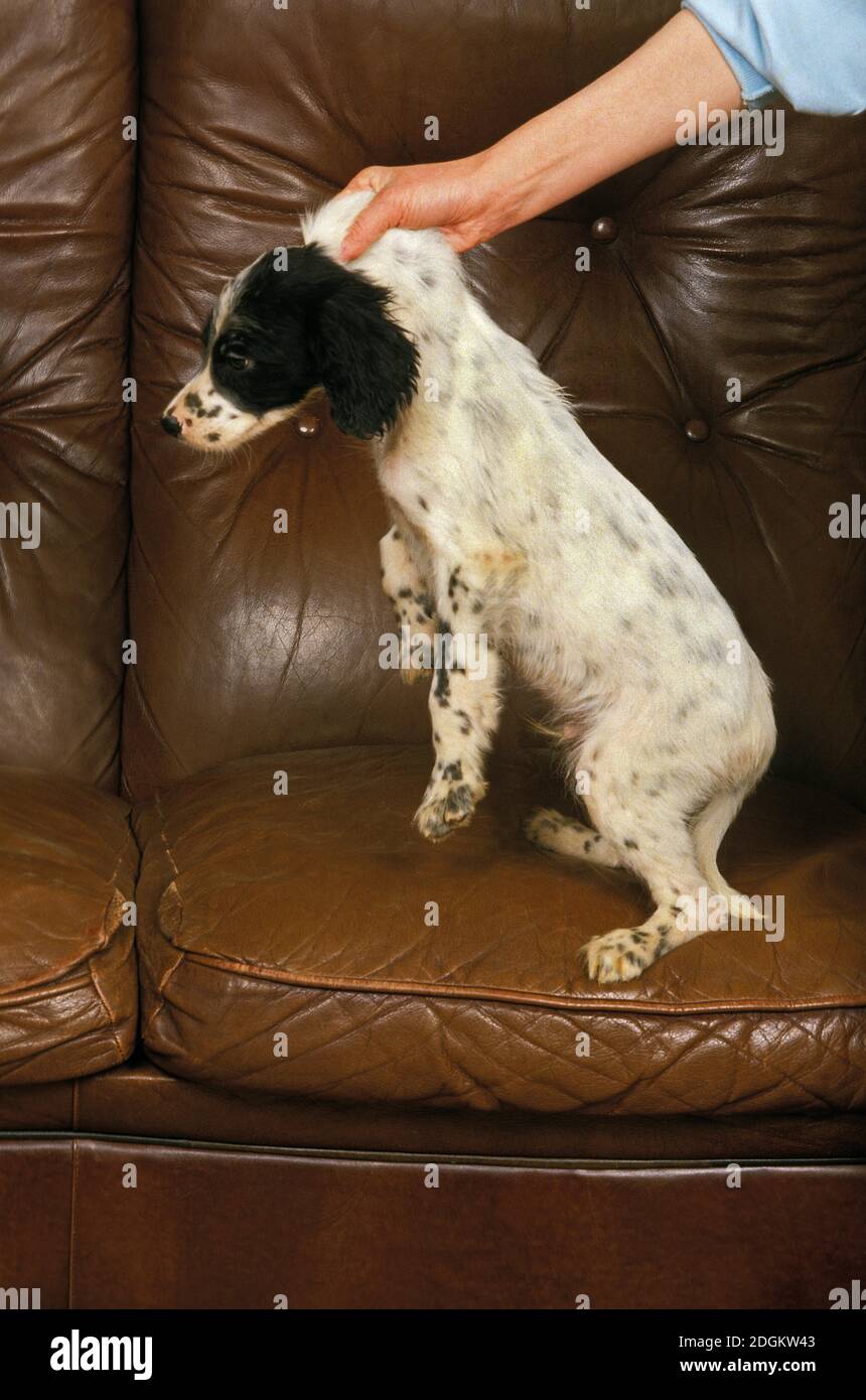 English Setter Dog, Puppy Punishment Stock Photo Alamy