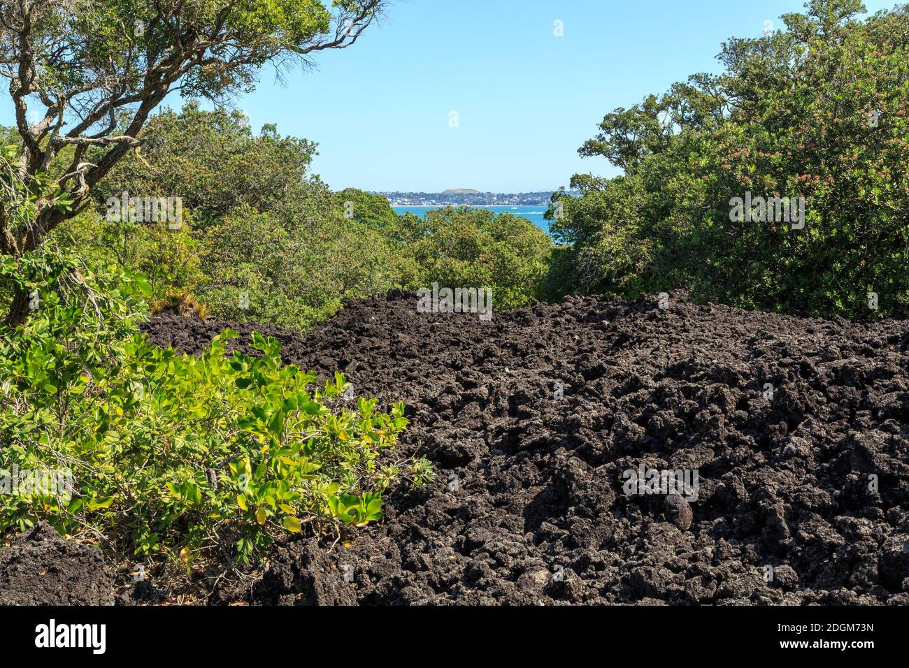 Landscape on Rangitoto Island, a volcano in the Hauraki Gulf, New Zealand. Pohutukawa trees and mangroves grow out of piles of black lava rocke Stock Photo