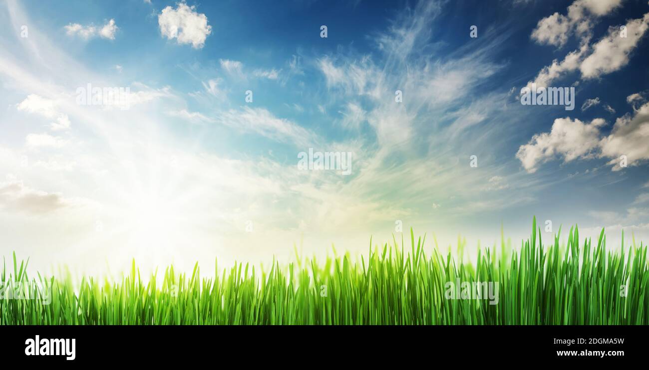 Green grass field and blue sky with bright sun summer landscape ...