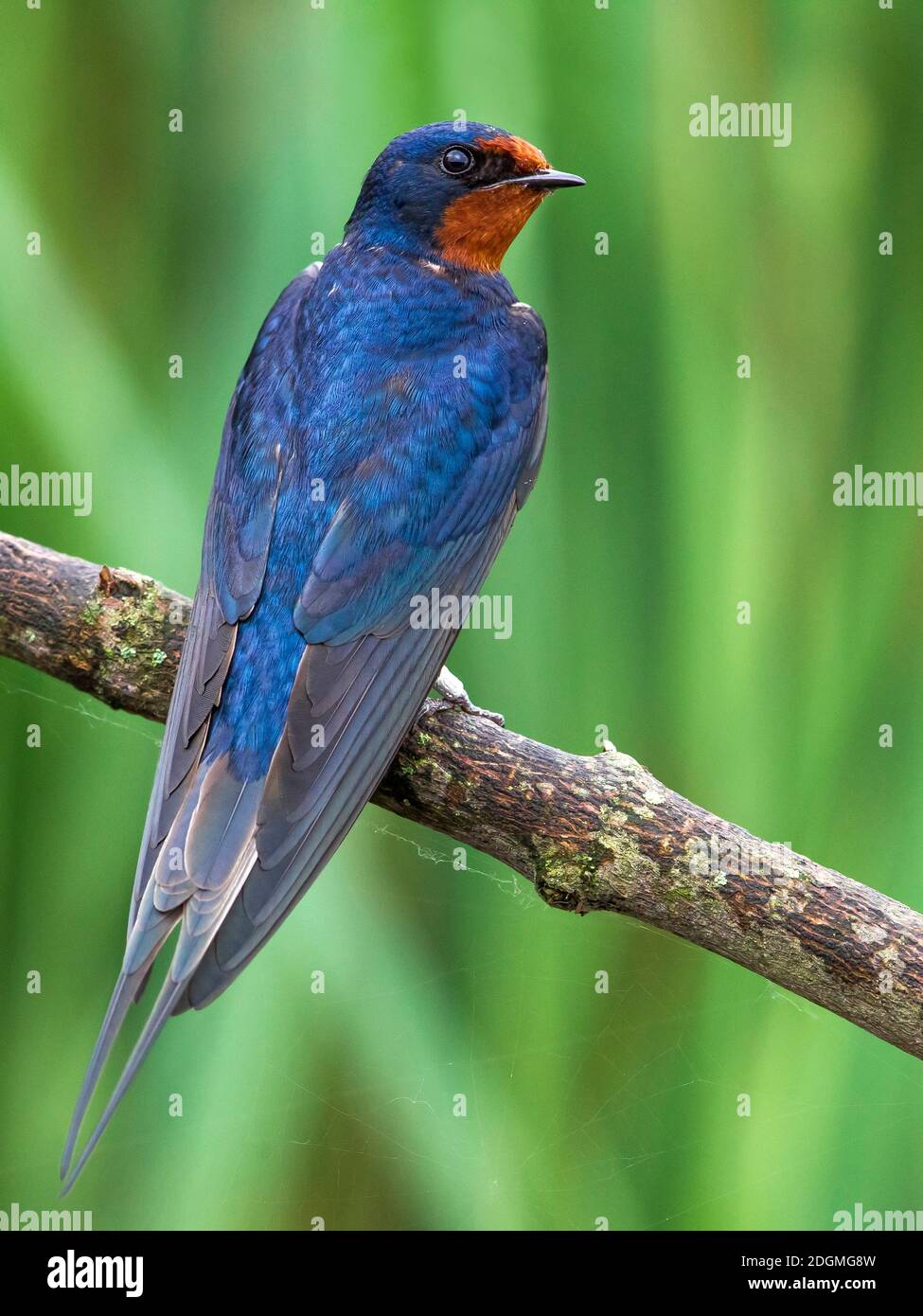 Rondine Barn Swallow Hirundo Rustica Stock Photo Alamy Rondine Barn Swallow Hirundo Rustica Stock Photo Alamy