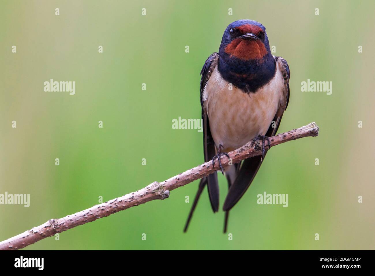 Rondine; Barn Swallow; Hirundo rustica Stock Photo - Alamy