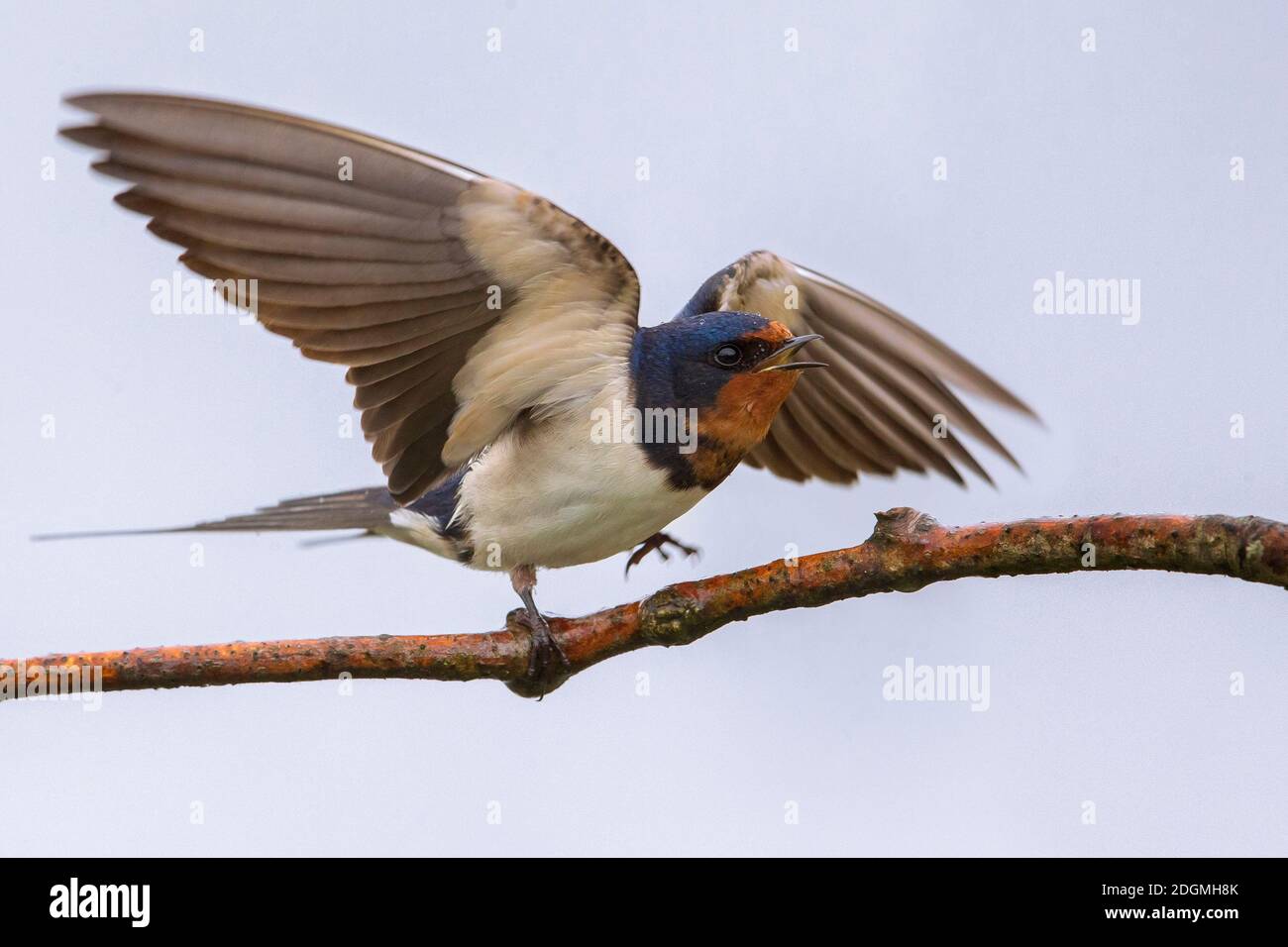 Rondine Barn Swallow Hirundo Rustica Stock Photo Alamy Rondine Barn Swallow Hirundo Rustica Stock Photo Alamy