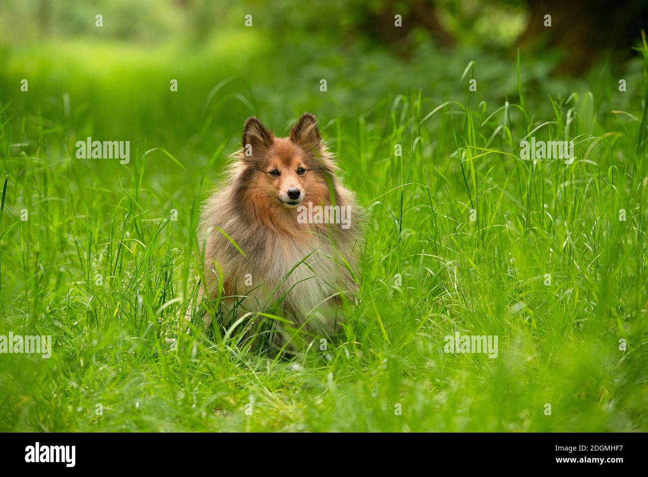 Cute shetland sheepdog sitting outdoors between high green grass Stock ...