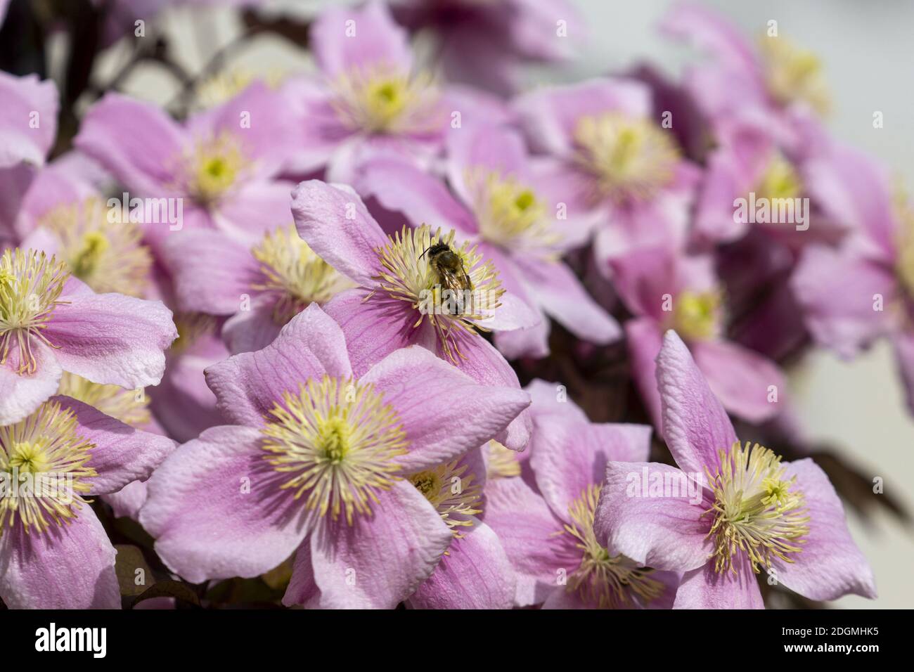 HEILBRONN, GERMANY Nov 18, 2020 Bee sits on clematis flower. Biene