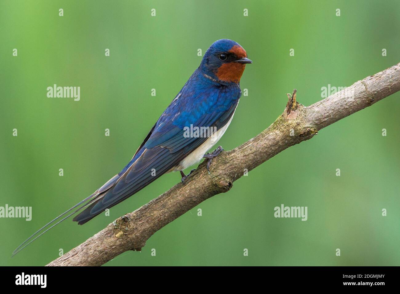 Rondine; Barn Swallow; Hirundo rustica Stock Photo - Alamy