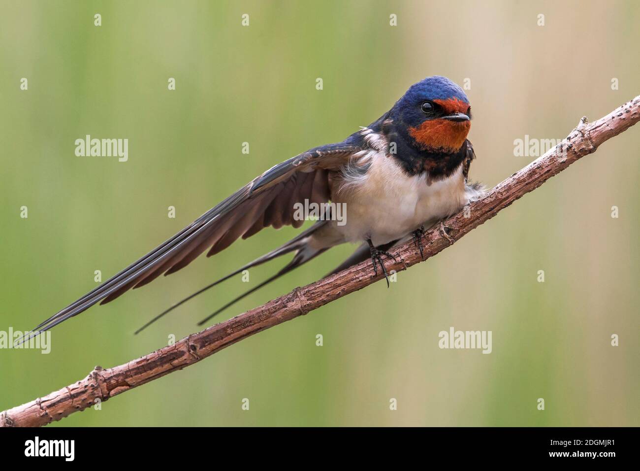 Rondine Barn Swallow Hirundo Rustica Stock Photo Alamy Rondine Barn Swallow Hirundo Rustica Stock Photo Alamy