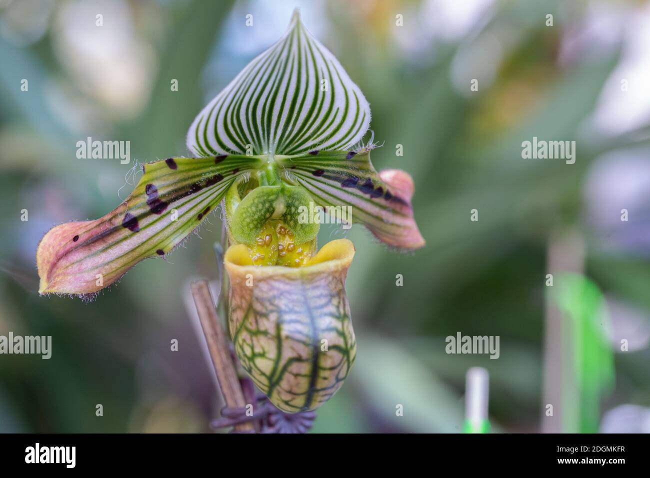 Orchid flowers in the garden. Paphiopedilum Orchidaceae. or Lady's Slipper. Stock Photo
