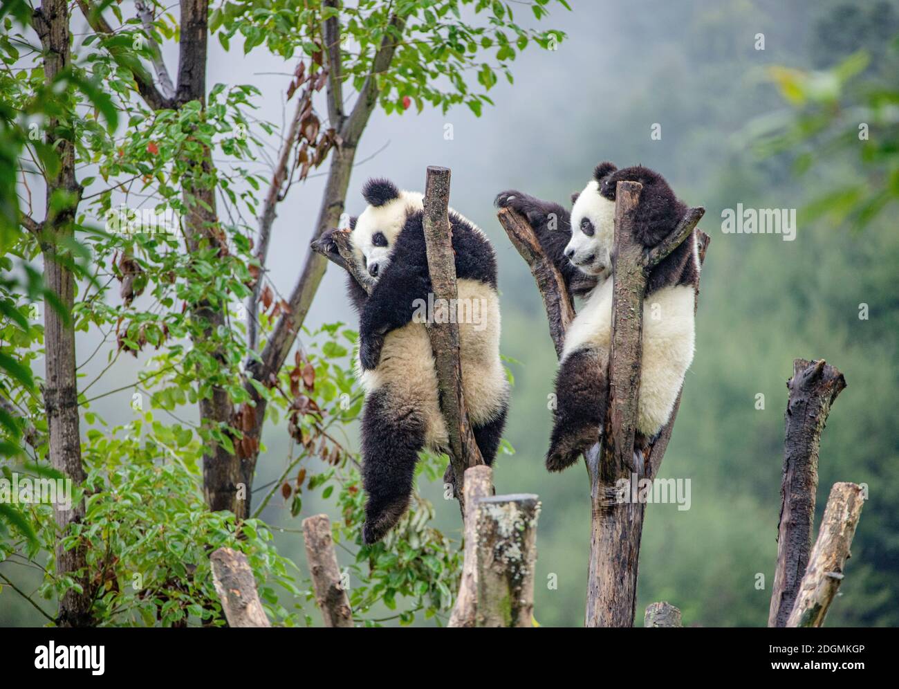 GENGDA VALLEY PANDA visual data 6