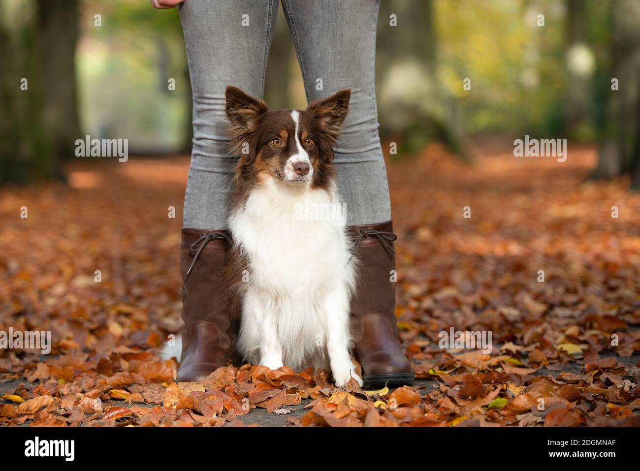 Why Do Dogs Sit With Their Legs Out