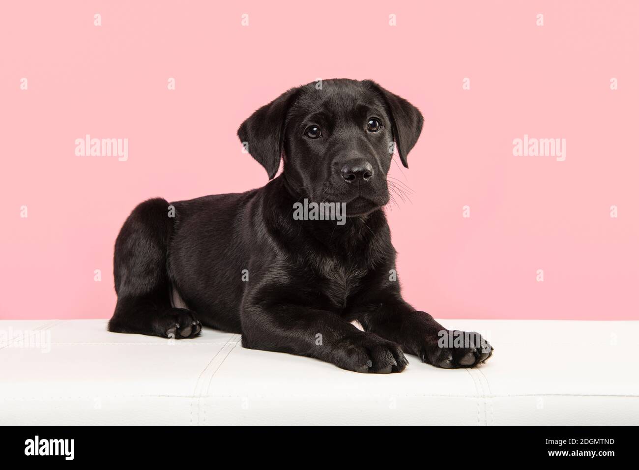 Cute black labrador retriever puppy lying down on a white couch looking ...