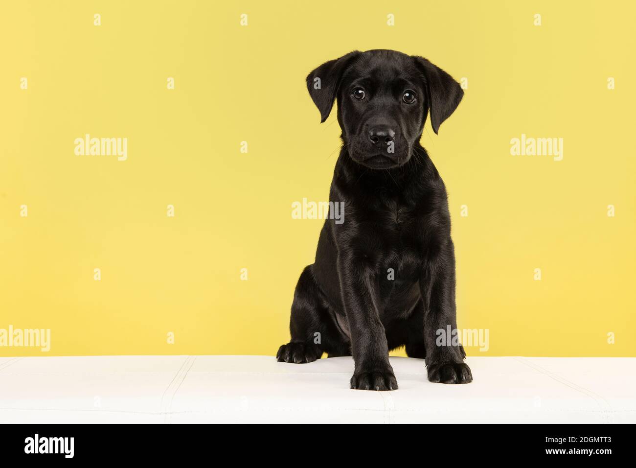 Cute black labrador retriever puppy looking at the camera on a yellow ...